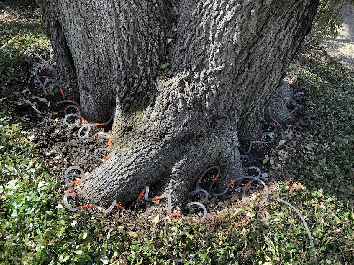 Detailed Tree Cabling and Bracing job site in Lanesville