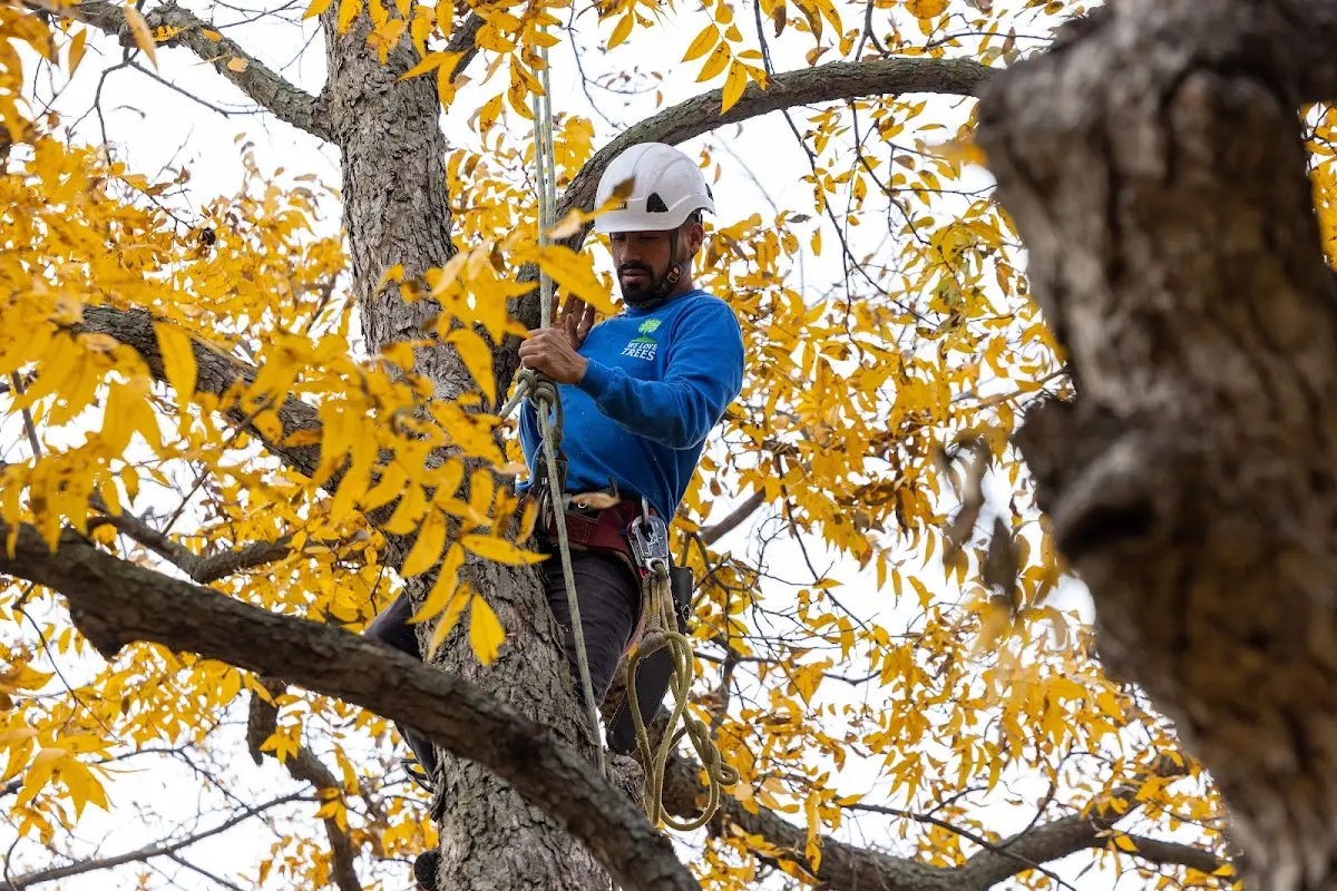 Skilled Tree Planting crew working in Lanesville